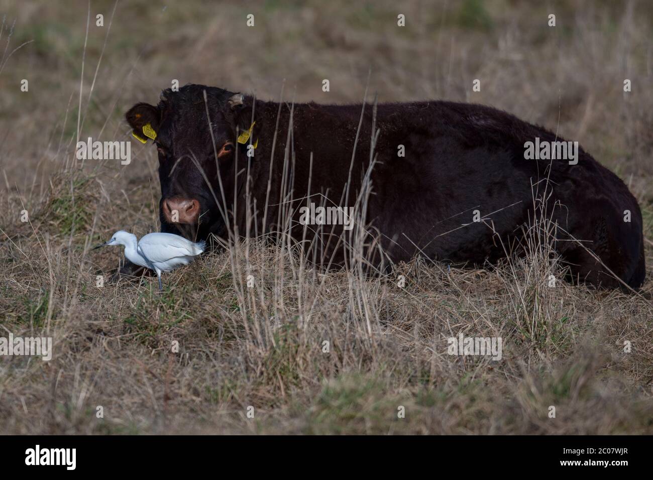 Cattle Egret-Bubulcus ibis Among Cattle-Bos taurus. Foto Stock
