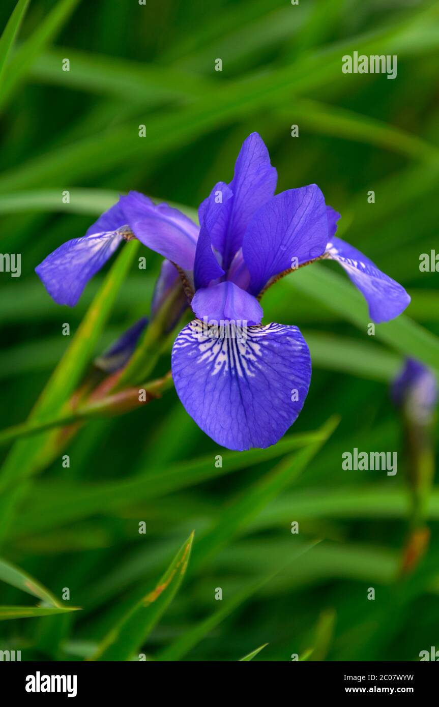 Blu bagnato Iris fiori di sibirica con gocce dopo la pioggia in erba verde Foto Stock