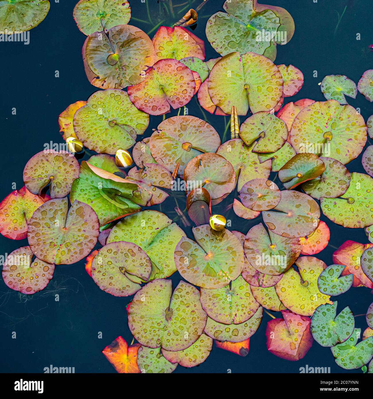 Ninfee in uno stagno. Foto Stock