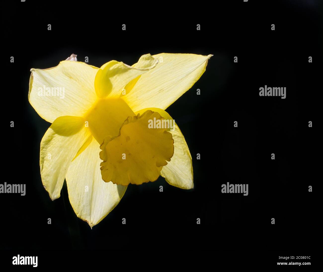 Bellissimo daffodil giallo illuminato al sole contro la profonda ombra Foto Stock