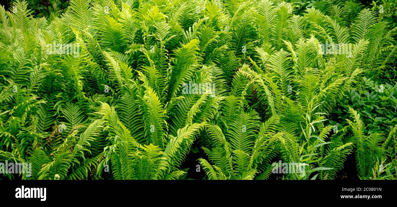 Dryopteris, comunemente chiamato felci di legno, felci maschi, o felci di fibbler. Foto Stock