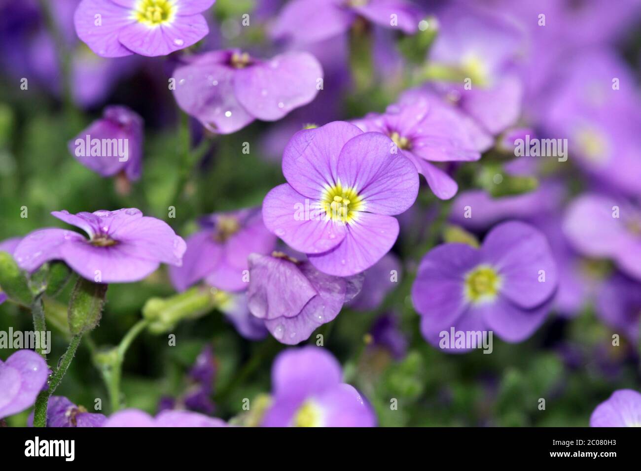 Tappezzeria-Pflox (Phlox kelseyi) Foto Stock
