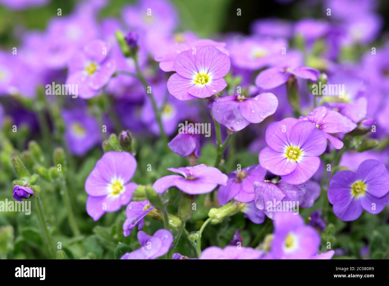 Tappezzeria-Pflox (Phlox kelseyi) Foto Stock