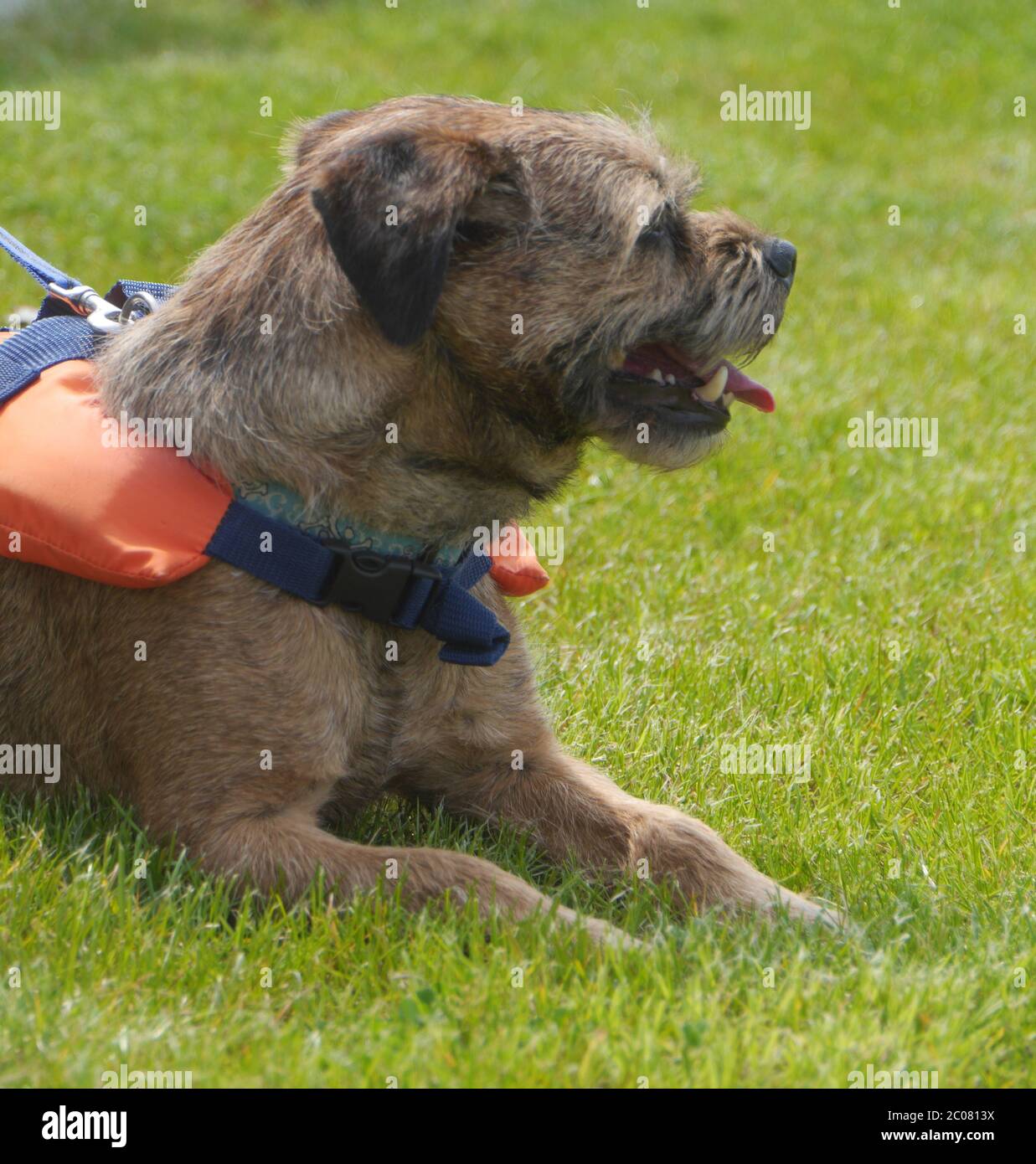 Border Terrier con giubbotto salvagente Foto Stock