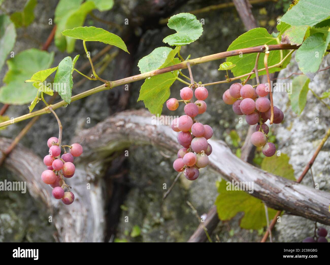 uva da vino Foto Stock