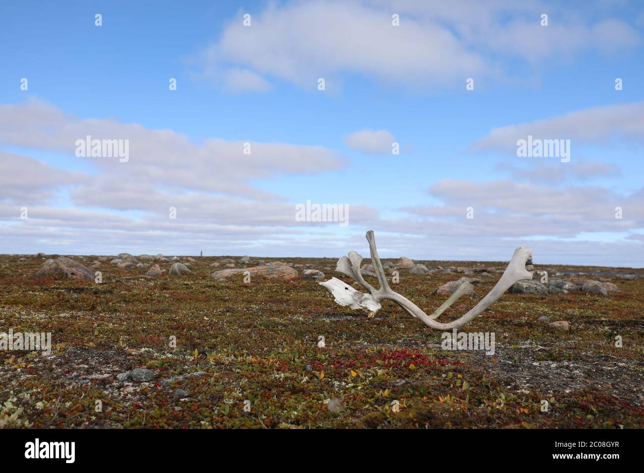 Palchi Caribou con cranio parziale trovati sulla tundra artica in autunno con piante rosse, vicino ad Arviat, Nunavut Foto Stock