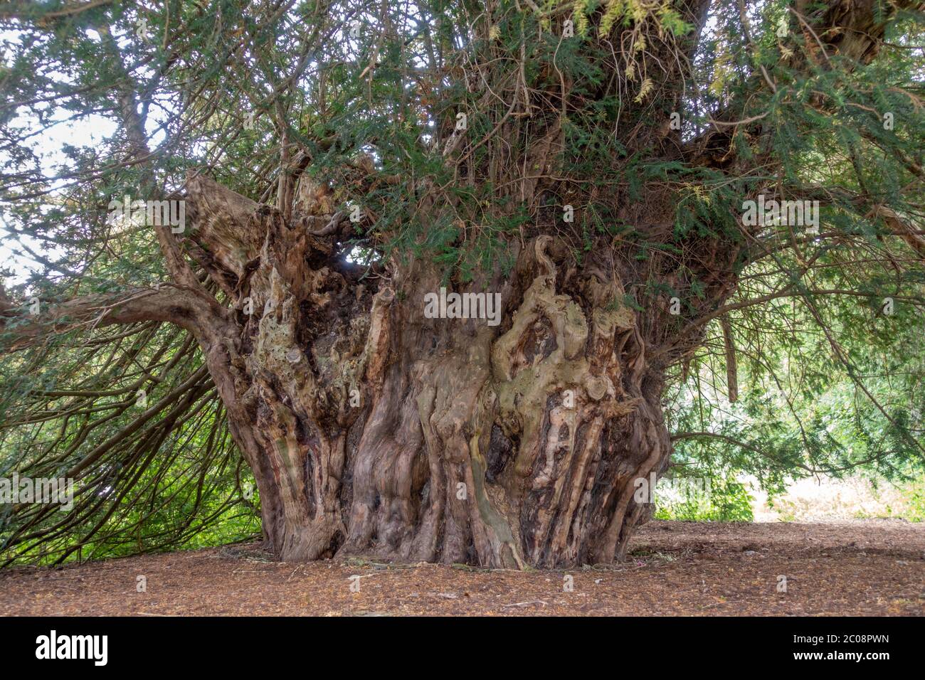 L'albero di Ankerwycke Yew, un albero antico, vicino alle rovine del Priorato di St Mary, vicino a Wraysbury nel Berkshire, Inghilterra, Regno Unito (2019 luglio). Foto Stock