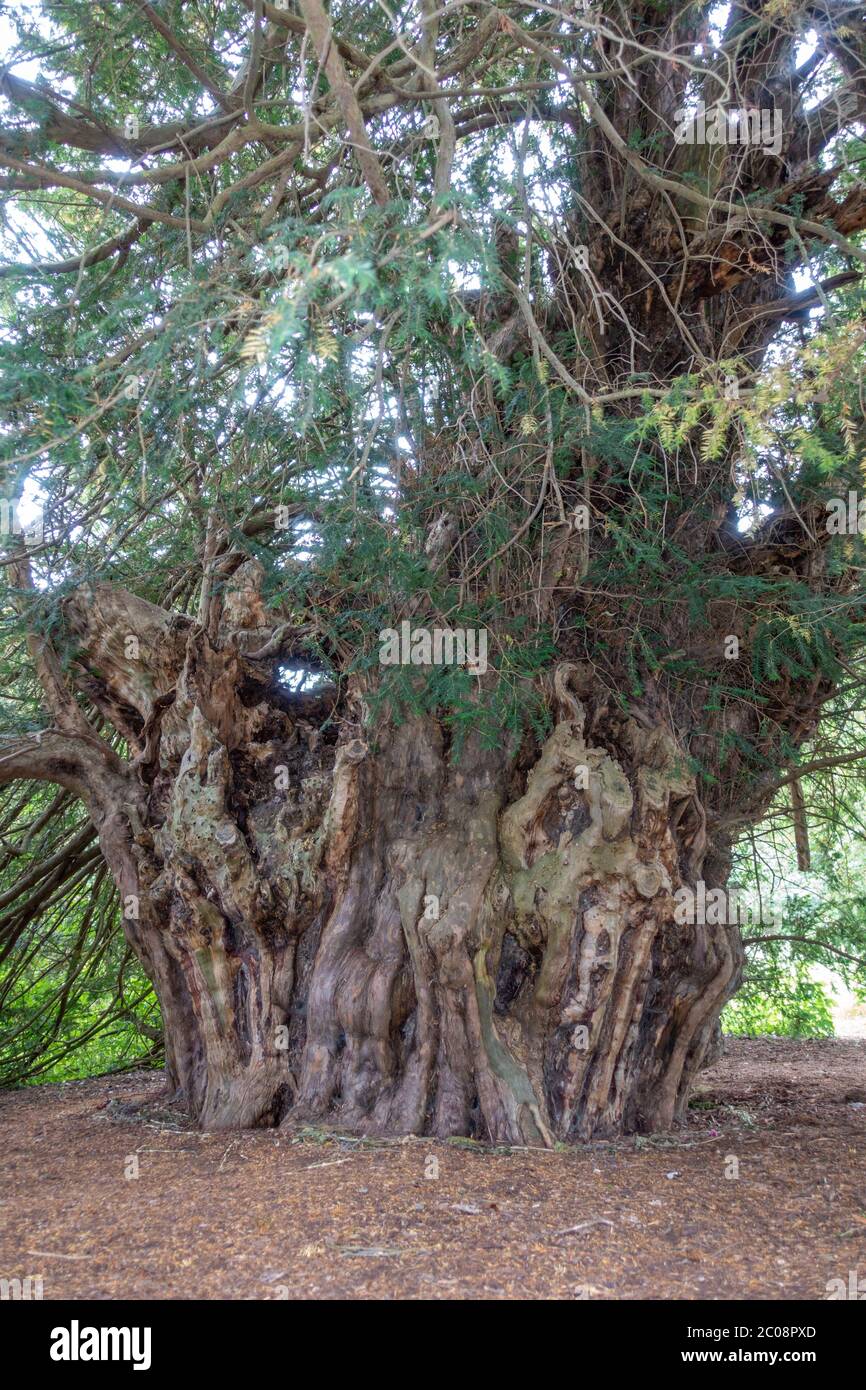 L'albero di Ankerwycke Yew, un albero antico, vicino alle rovine del Priorato di St Mary, vicino a Wraysbury nel Berkshire, Inghilterra, Regno Unito (2019 luglio). Foto Stock