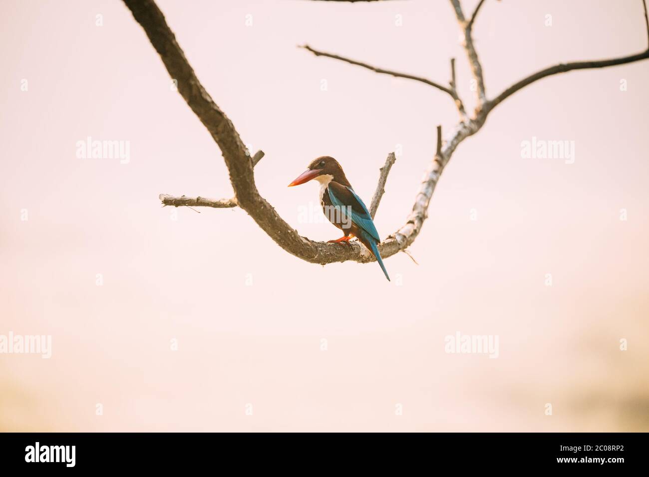 Goa, India. Kingfisher dal colore bianco seduto sul ramo Foto Stock