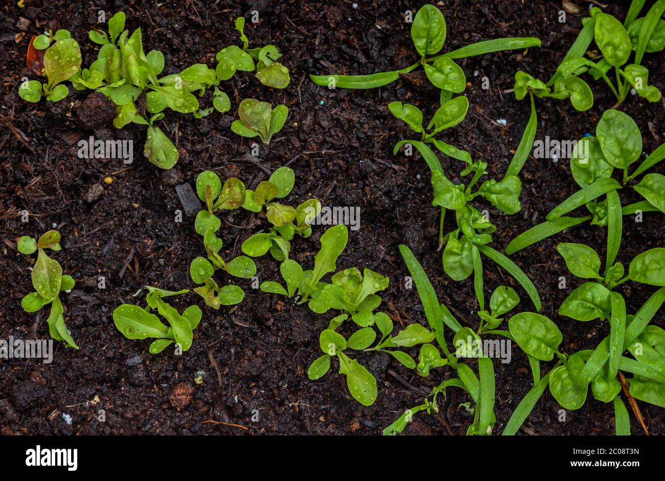 Spinaci e Lattughe piantarono insieme. Foto Stock