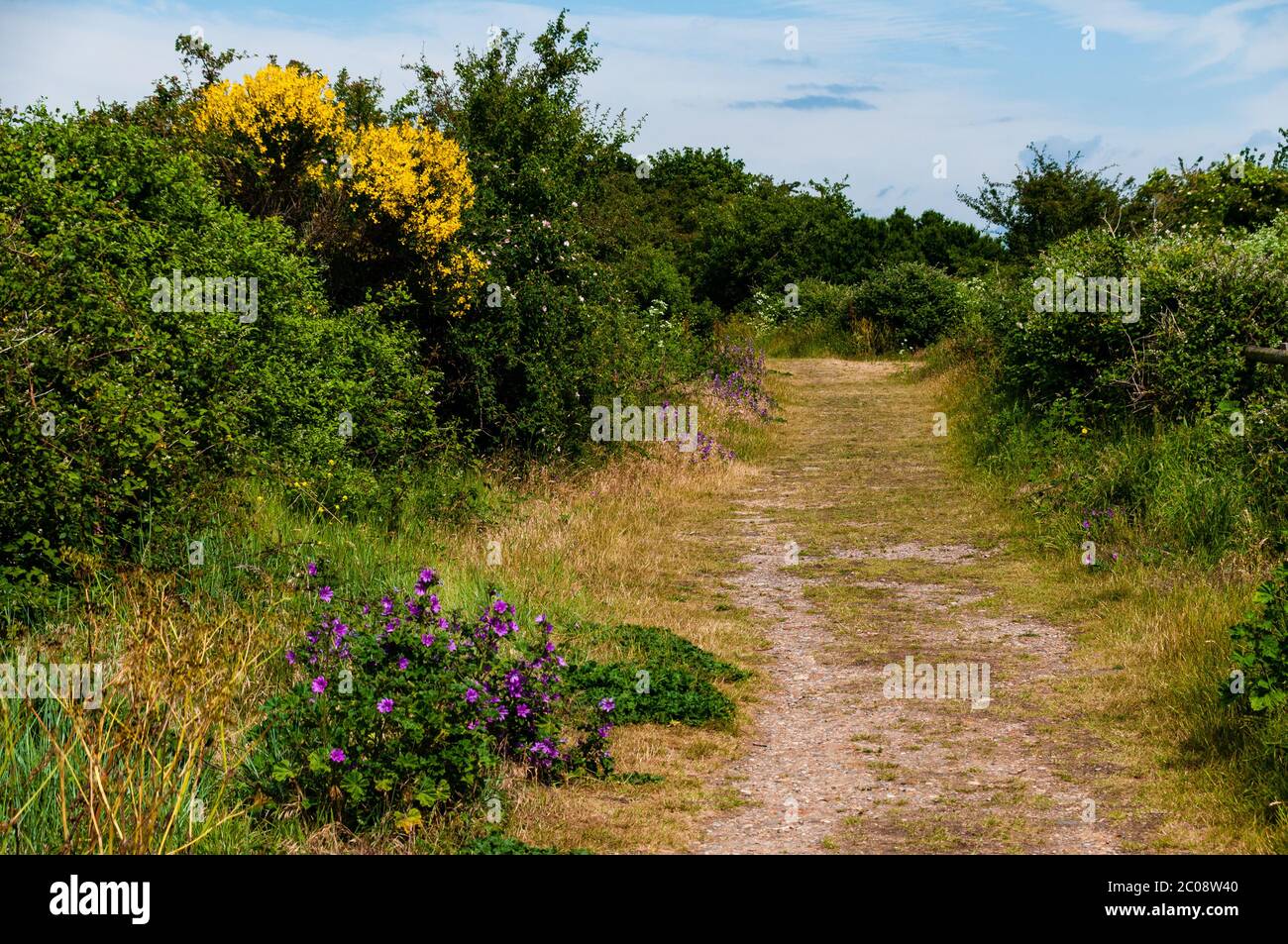 Riserva naturale di Two Tree Island, Essex, Regno Unito Foto Stock