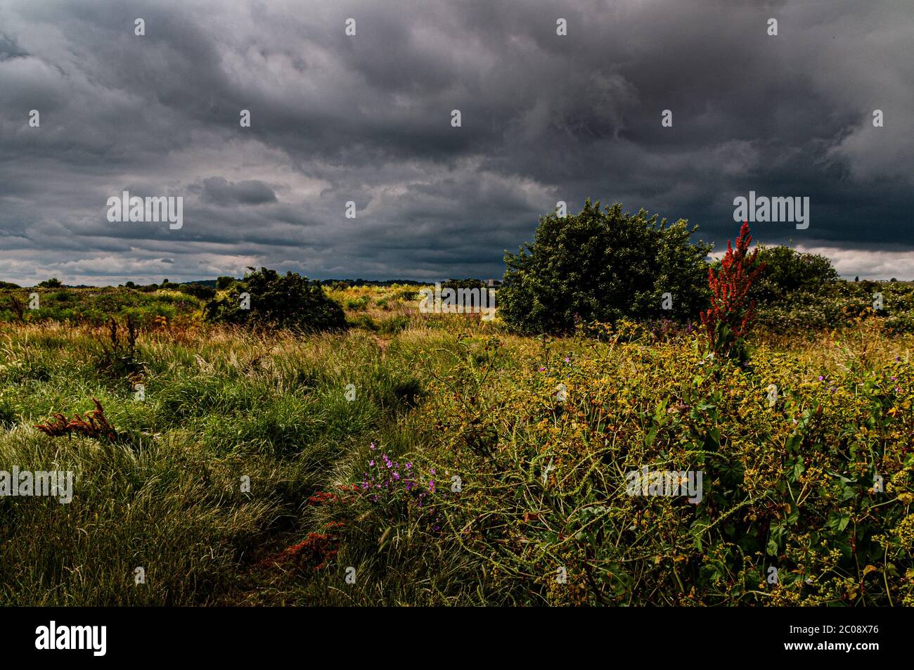 Riserva naturale di Two Tree Island, Essex, Regno Unito Foto Stock