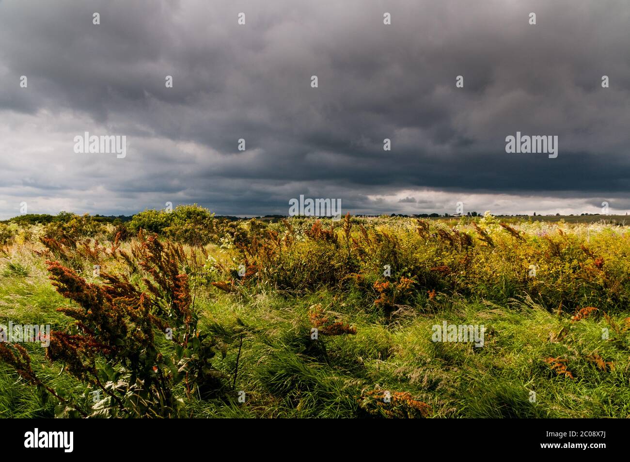 Riserva naturale di Two Tree Island, Essex, Regno Unito Foto Stock