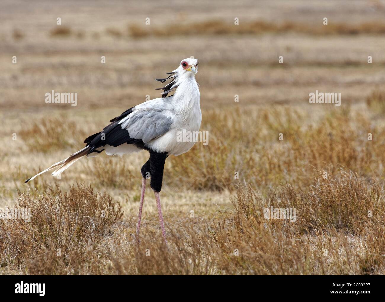 Segretario uccello camminare, grande uccello di preda, Sagittario serpentario, gambe lunghe, 4 piedi di altezza, nero, bianco, grigio, pennacchio, becco agganciato, coda lunga Foto Stock