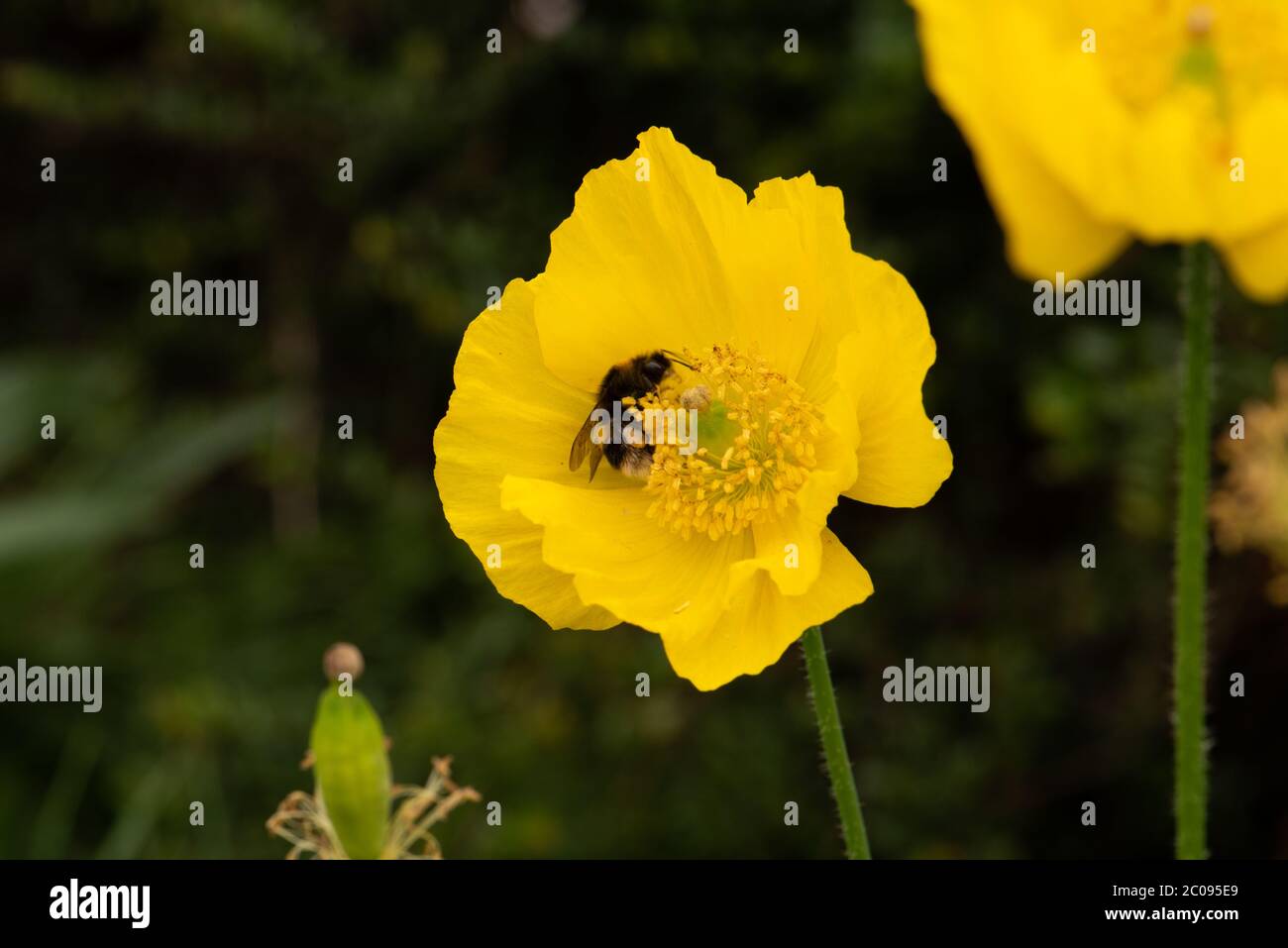 Giallo gallese Poppy numero 3938 Foto Stock