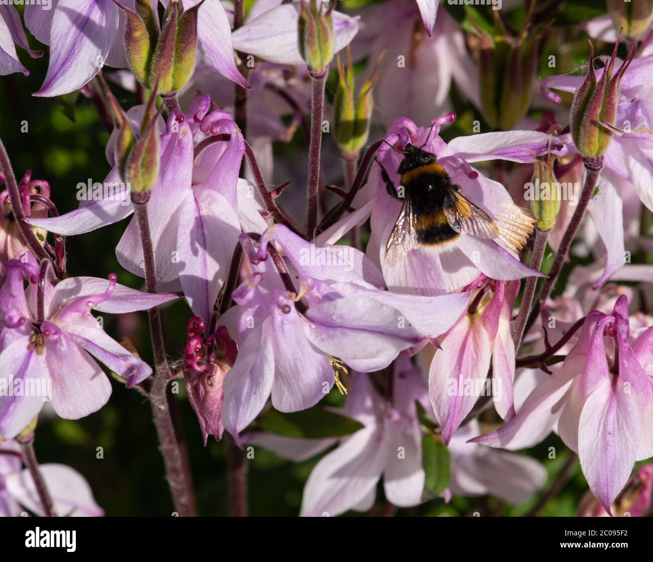 numero aquilegia Columbine Foto Stock