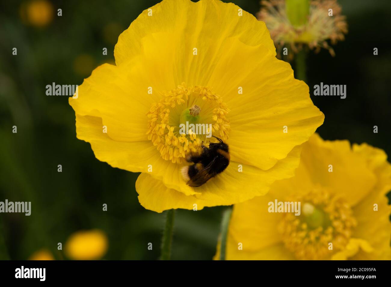 Giallo gallese Poppy numero 3940 Foto Stock