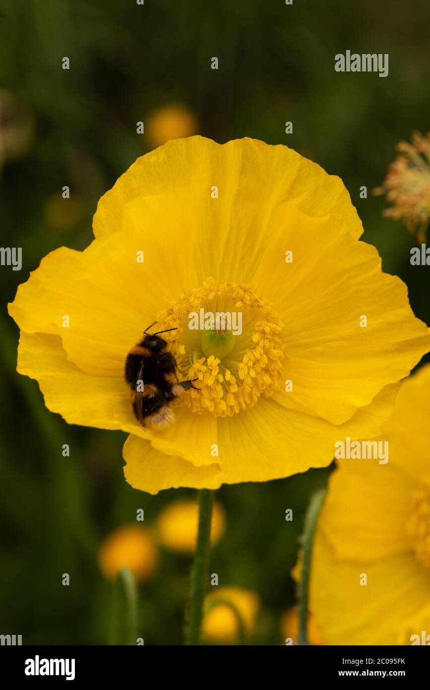 Giallo gallese Poppy numero 3939 Foto Stock
