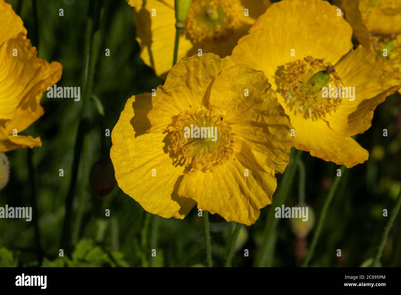 Giallo gallese Poppy numero 3947 Foto Stock