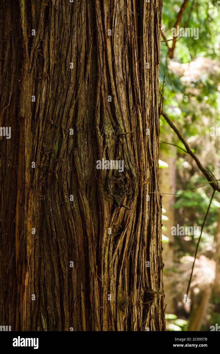 Un'immagine dettagliata del tronco di un albero di Western Red Cedar, Moran state Park, Orcas Island, Washington, USA. Foto Stock