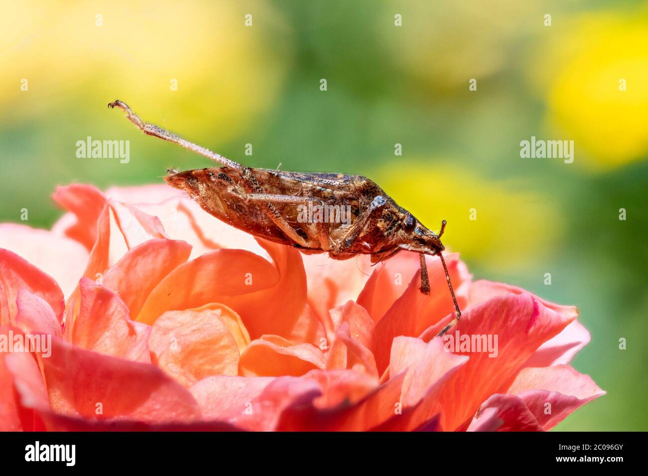 Symbolbild Baumwanze. Meersburg, 01.06.2020 Foto Stock