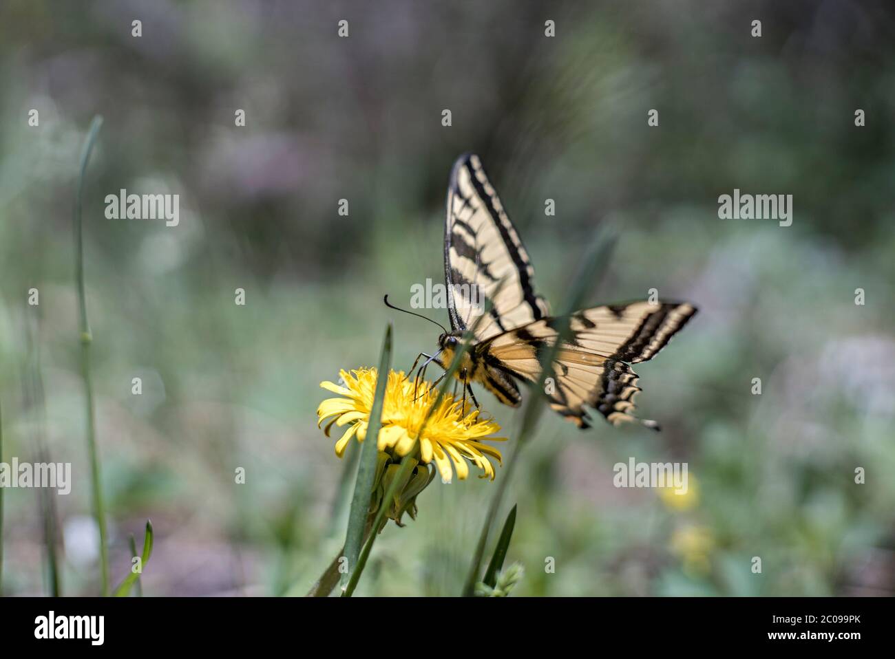 Femmina Western Tiger Swallowtail Butterfly (Papilio rutulus) raccolta Nectar da un dente di leone (Taraxacum officinale) Brown's Creek Trail, Colorado Foto Stock