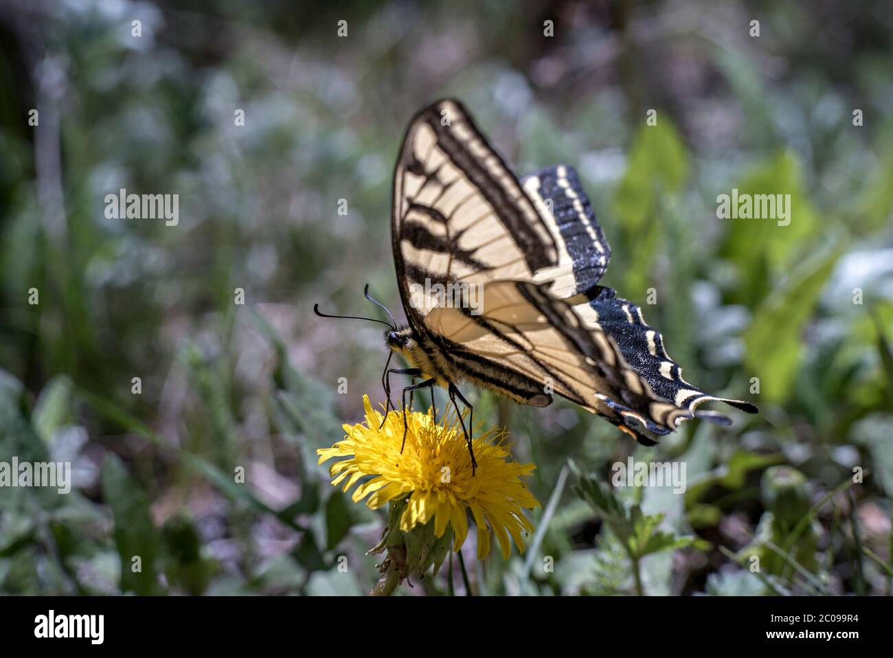Femmina Western Tiger Swallowtail Butterfly (Papilio rutulus) raccolta Nectar da un dente di leone (Taraxacum officinale) Brown's Creek Trail, Colorado Foto Stock