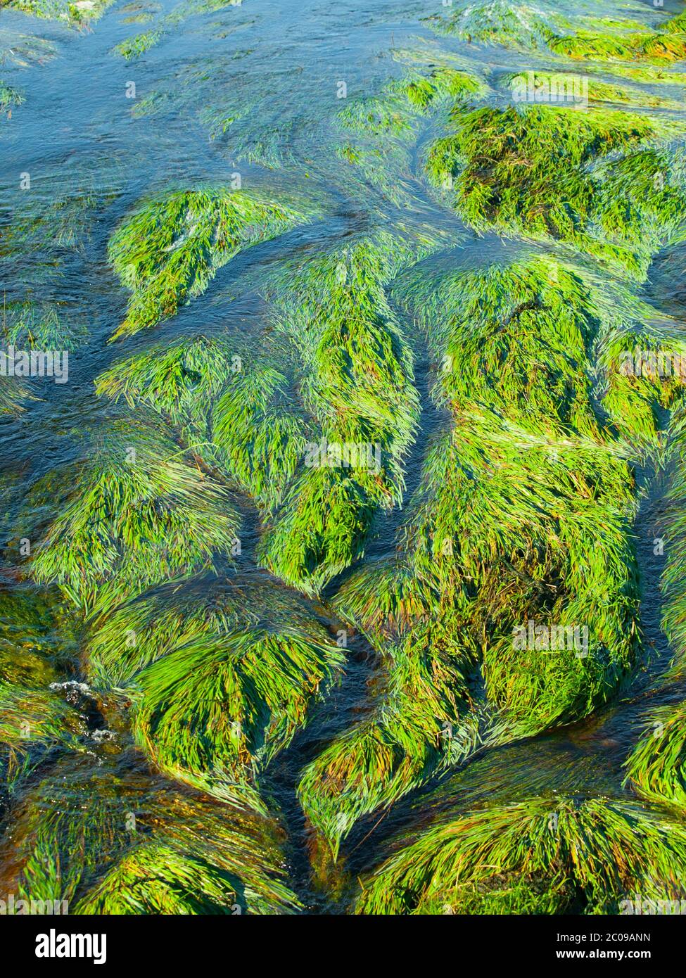 Vista dettagliata dell'erba del fiume e delle alghe formate dal torrente d'acqua Foto Stock