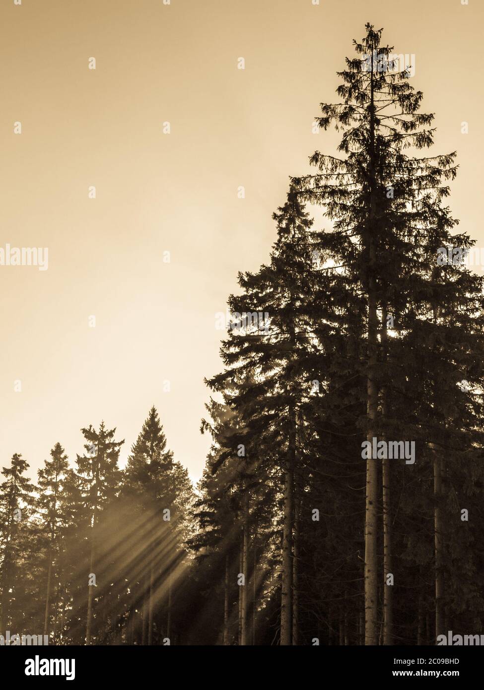 Raggi di luce solare in foresta di mattina nebbiosa. Immagine a toni cream. Foto Stock