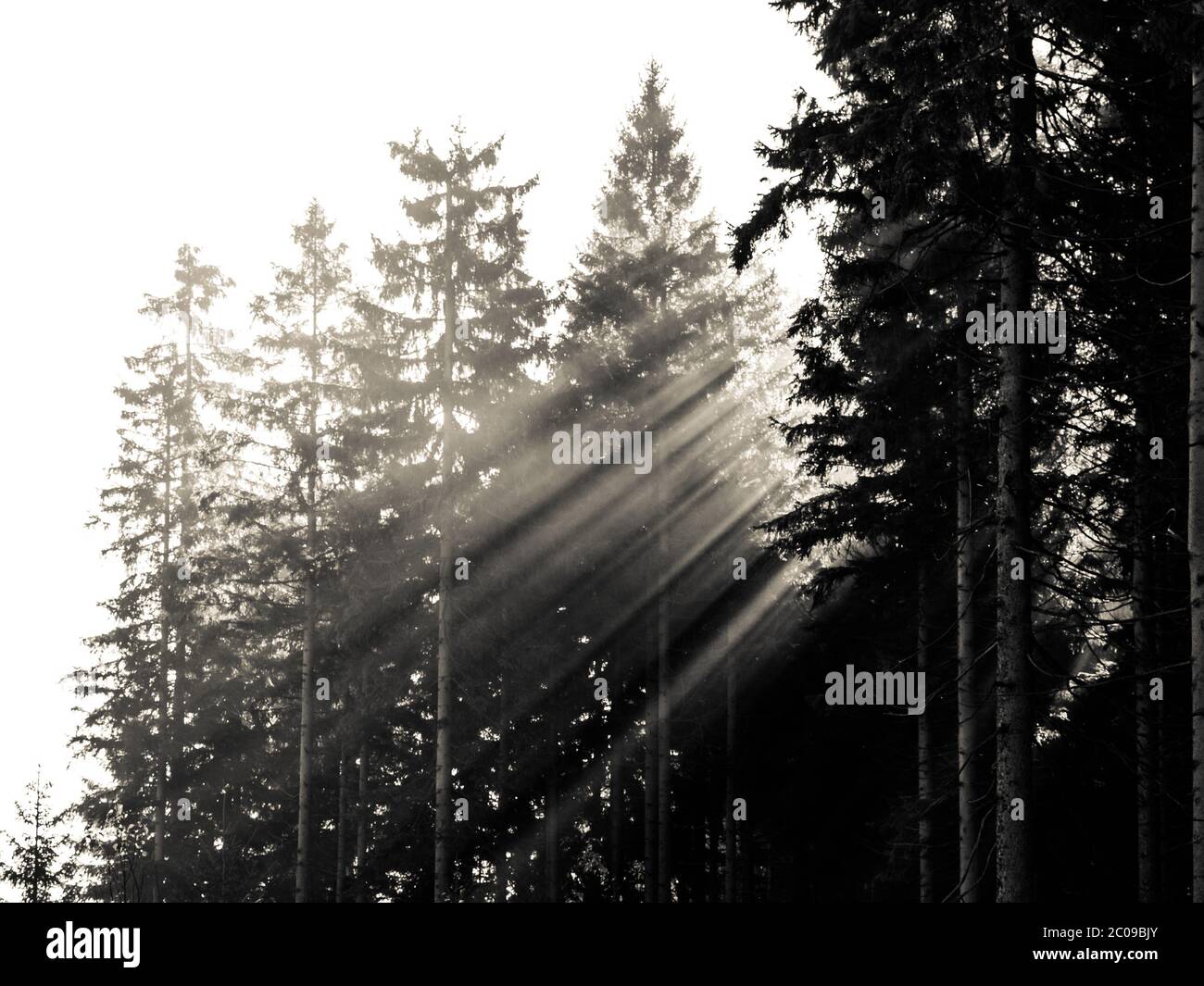 Raggi di luce solare in foresta di mattina nebbiosa. Immagine in bianco e nero. Foto Stock
