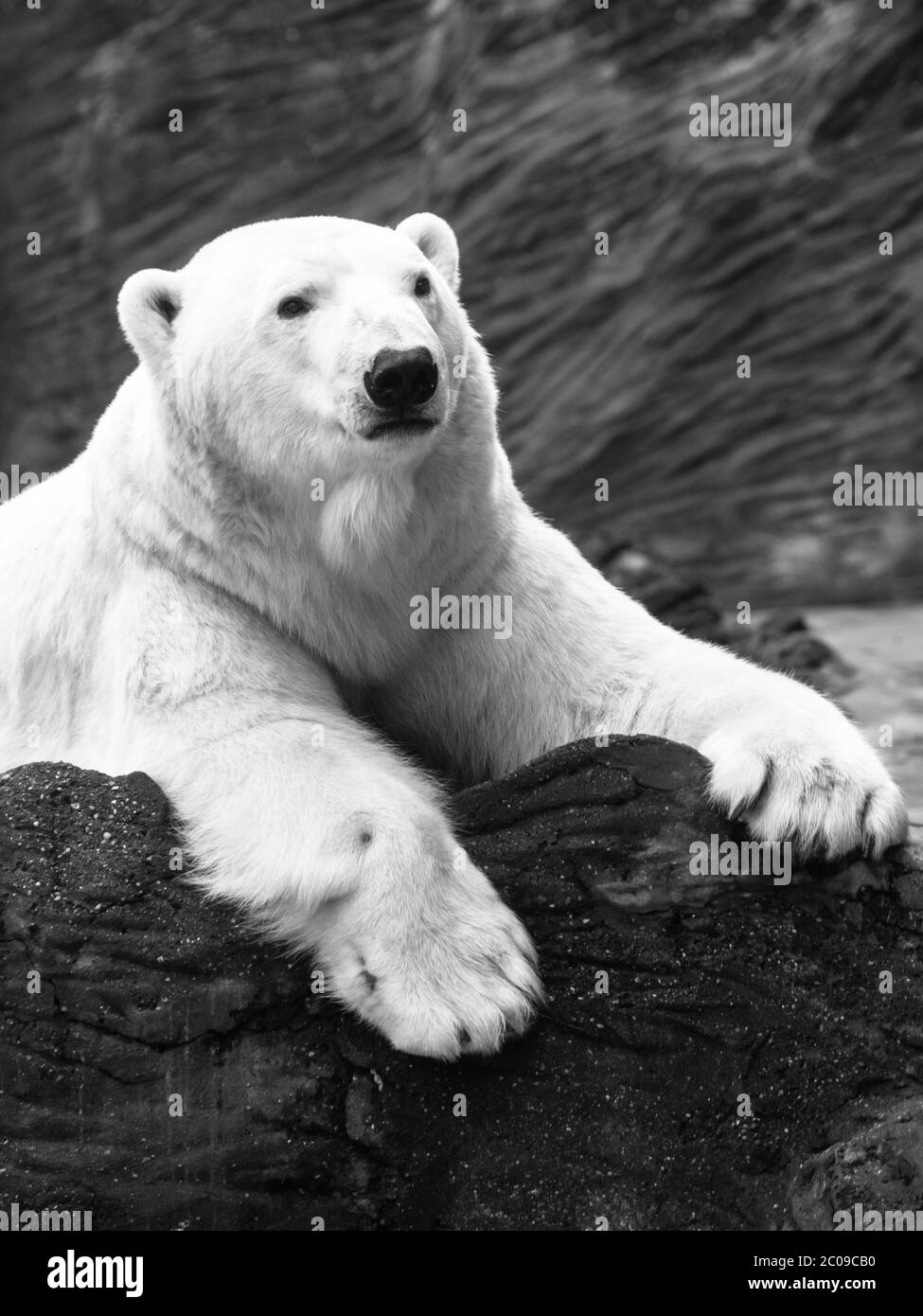 Orso polare sdraiato su una roccia Foto Stock