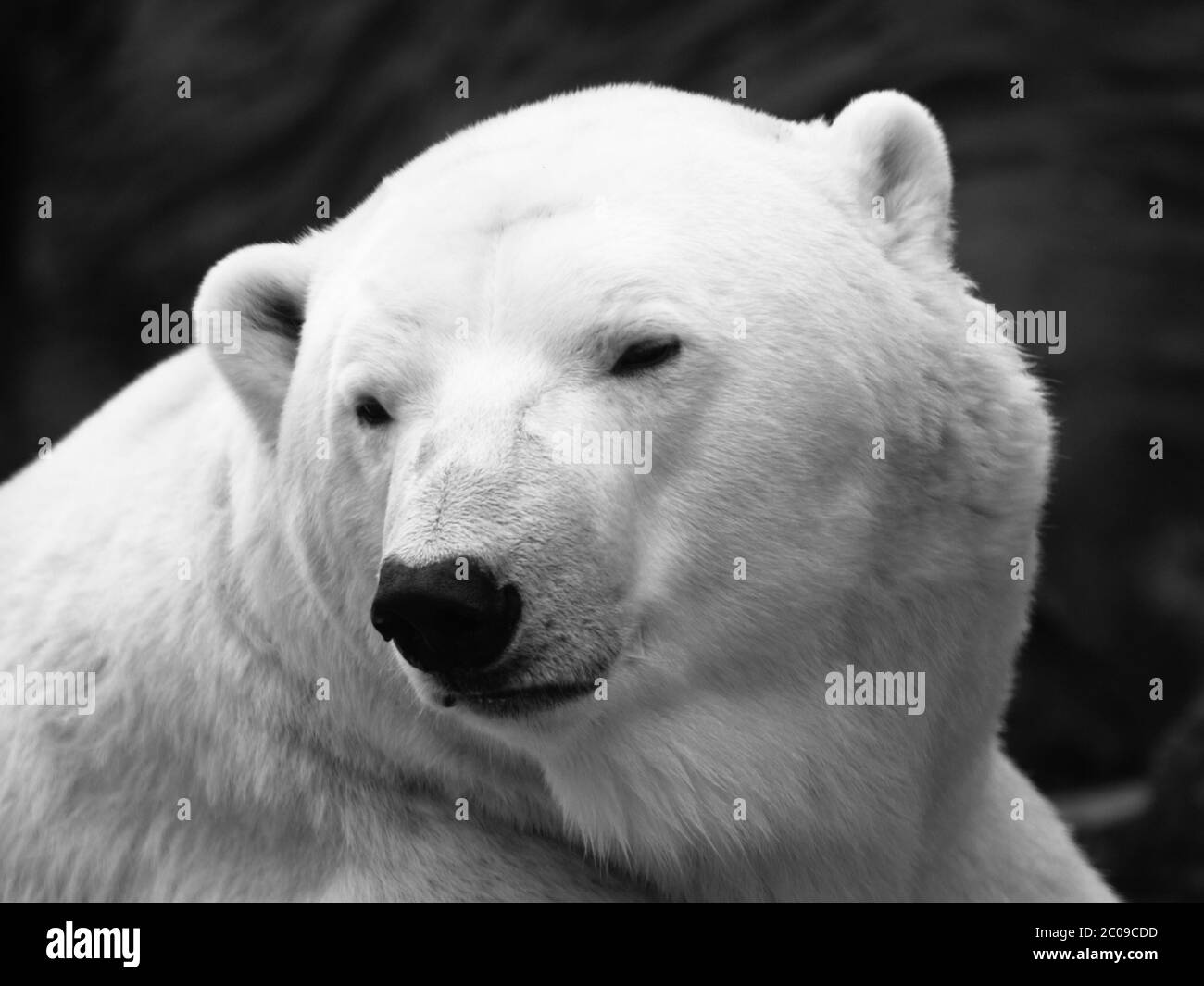 Vista dettagliata dell'orso polare, primo piano, ursus maritimus Foto Stock