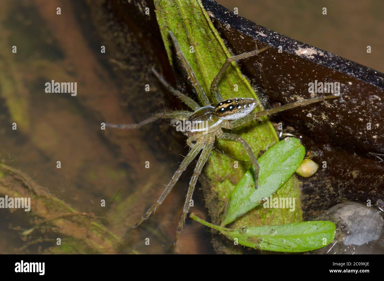 La crociera da pesca a sei punti, Dolomedes triton, lungo il bordo dello stagno Foto Stock