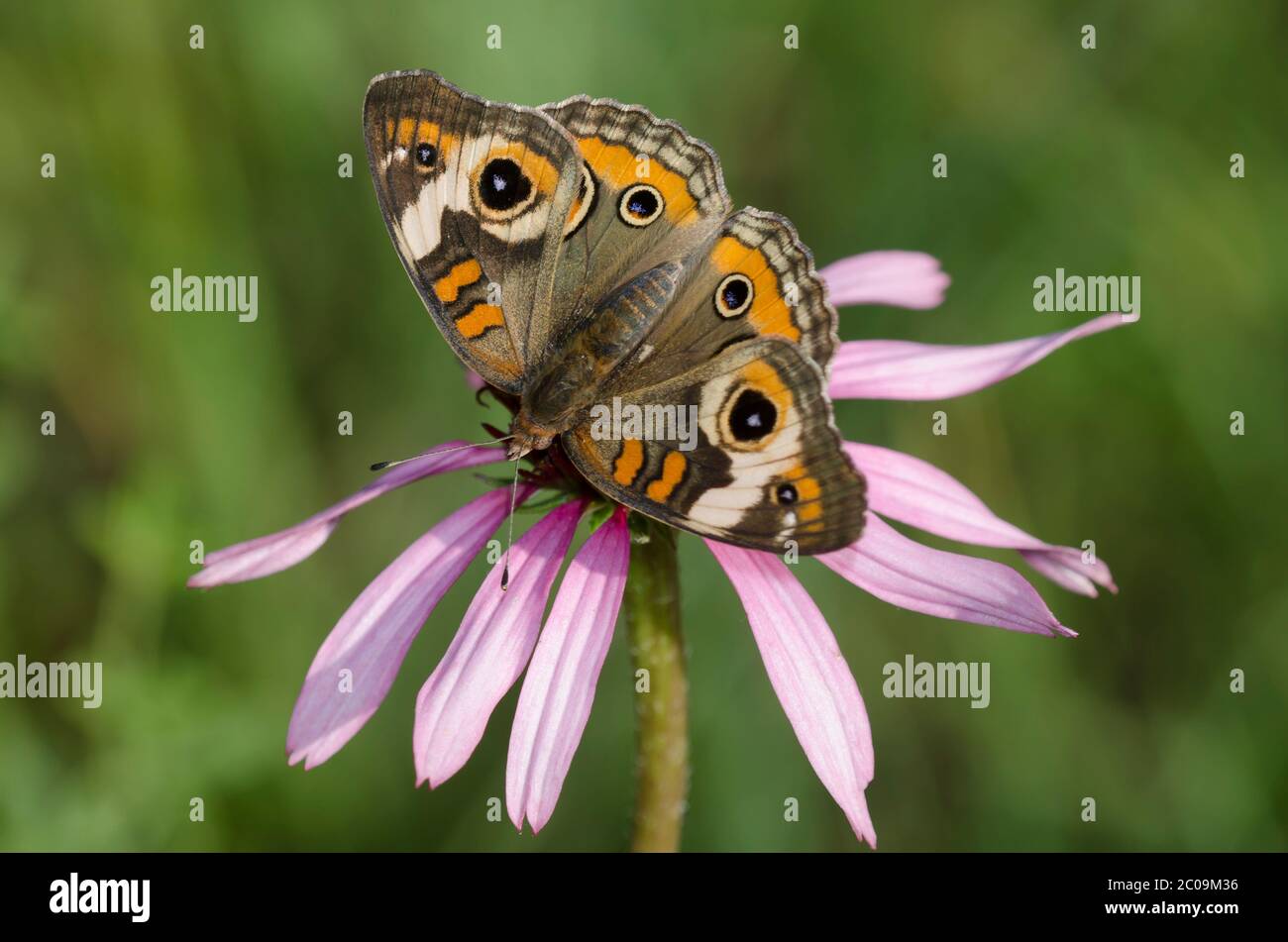 Comune Buckeye, Junonia coenia, nectaring da violetto di coneflower, Echinacea angustifolia Foto Stock