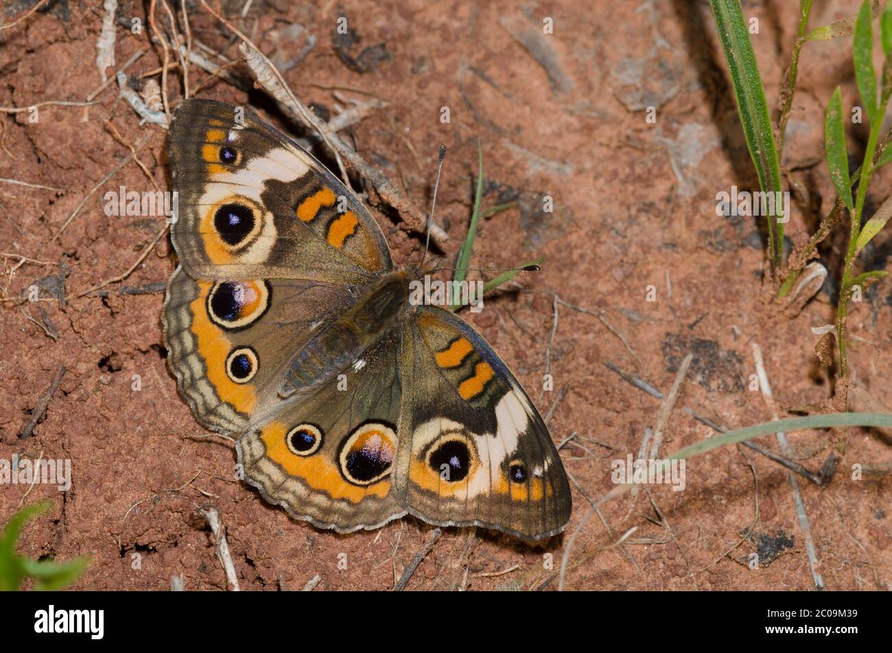 Comune di Buckeye, Junonia coenia Foto Stock