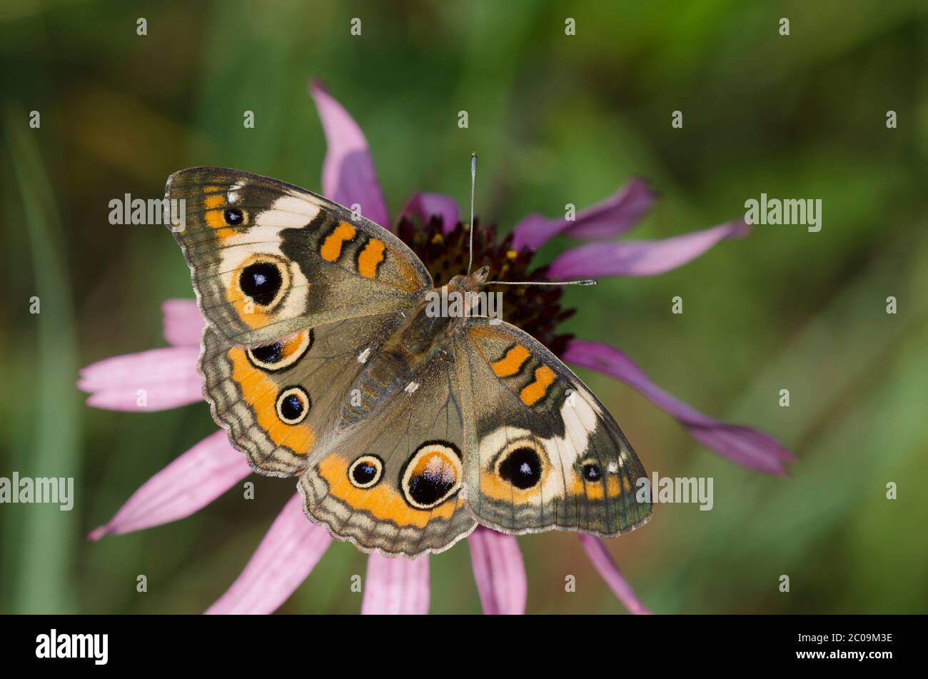 Comune Buckeye, Junonia coenia, nectaring da violetto di coneflower, Echinacea angustifolia Foto Stock