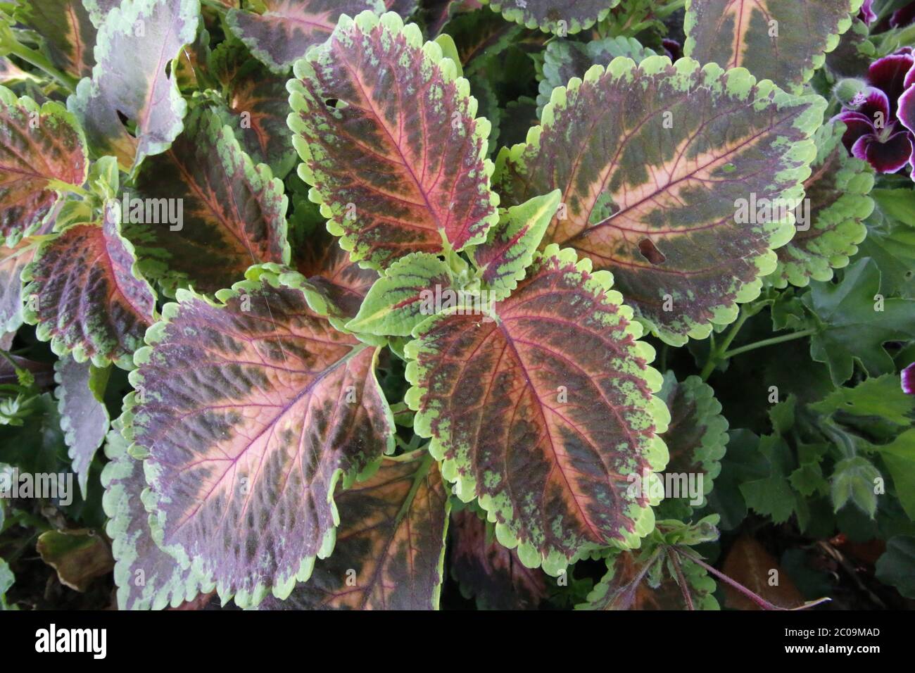 fiori sulla natura da vicino Foto Stock