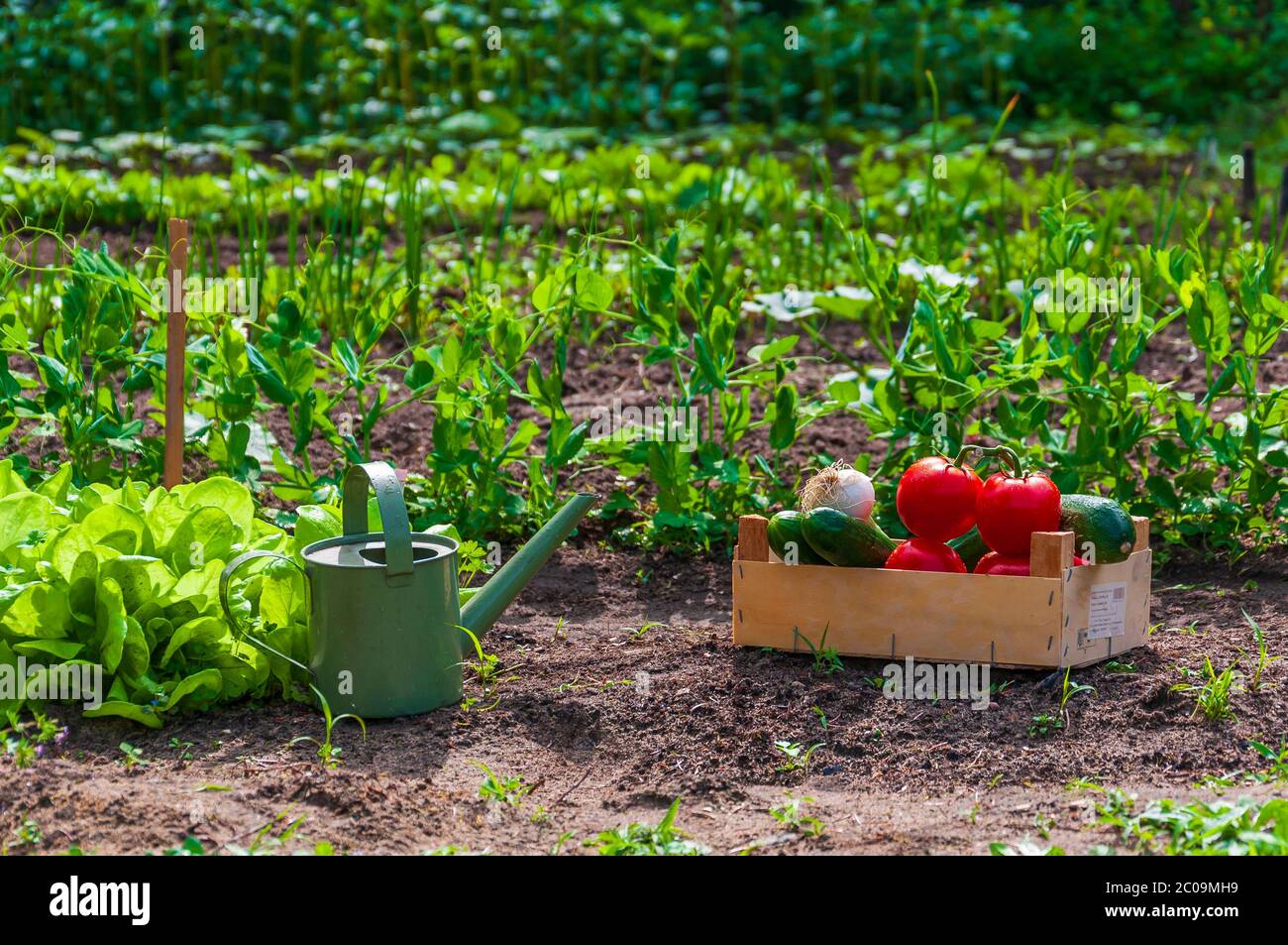 Giardino ecologico con molti ortaggi e annaffiatura può Foto Stock