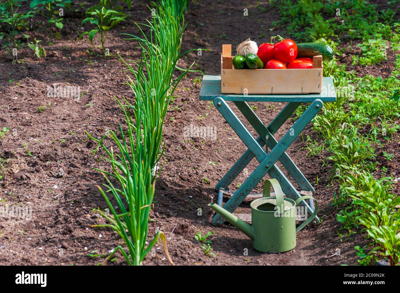 Giardino ecologico con molti ortaggi e annaffiatura può Foto Stock