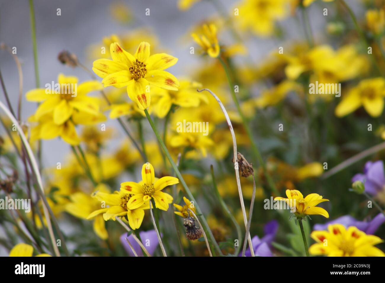 fiori sulla natura da vicino Foto Stock