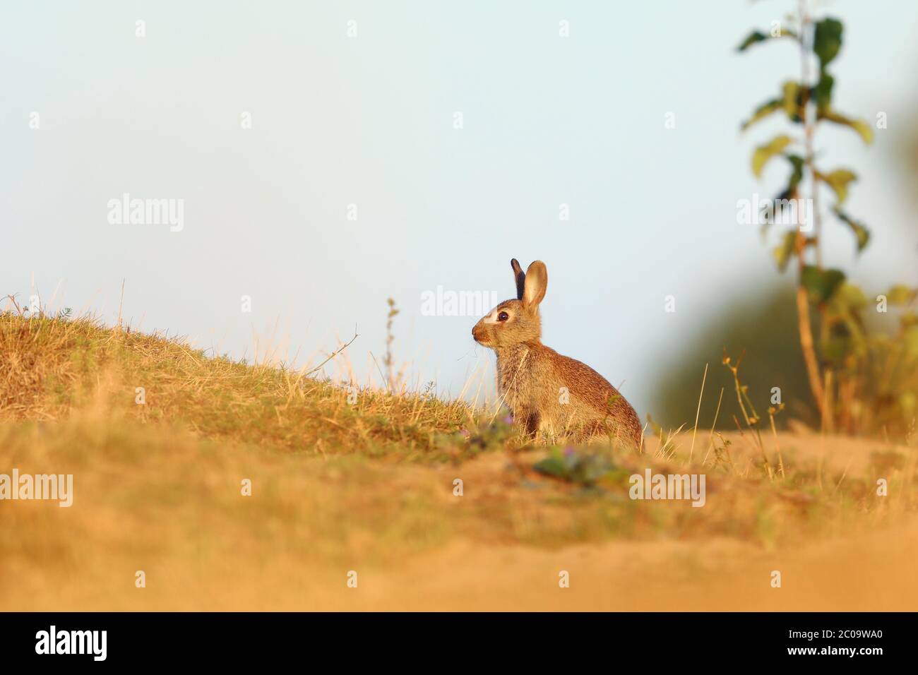 Coniglio in fiori di primavera. Coniglio carino con dente di leone di fiore seduto in erba. Habitat naturale animale, vita in prato. Coniglio europeo in erba. Foto Stock