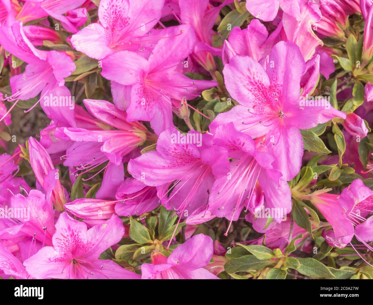 AZALEA PANDA in vaso fiori bianchi Rhododendron AZALEA