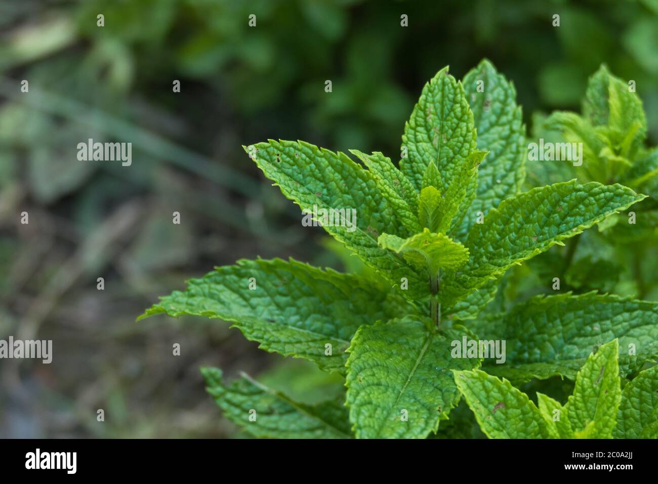 pianta di menta verde chioseup vista mentha spicata Foto Stock