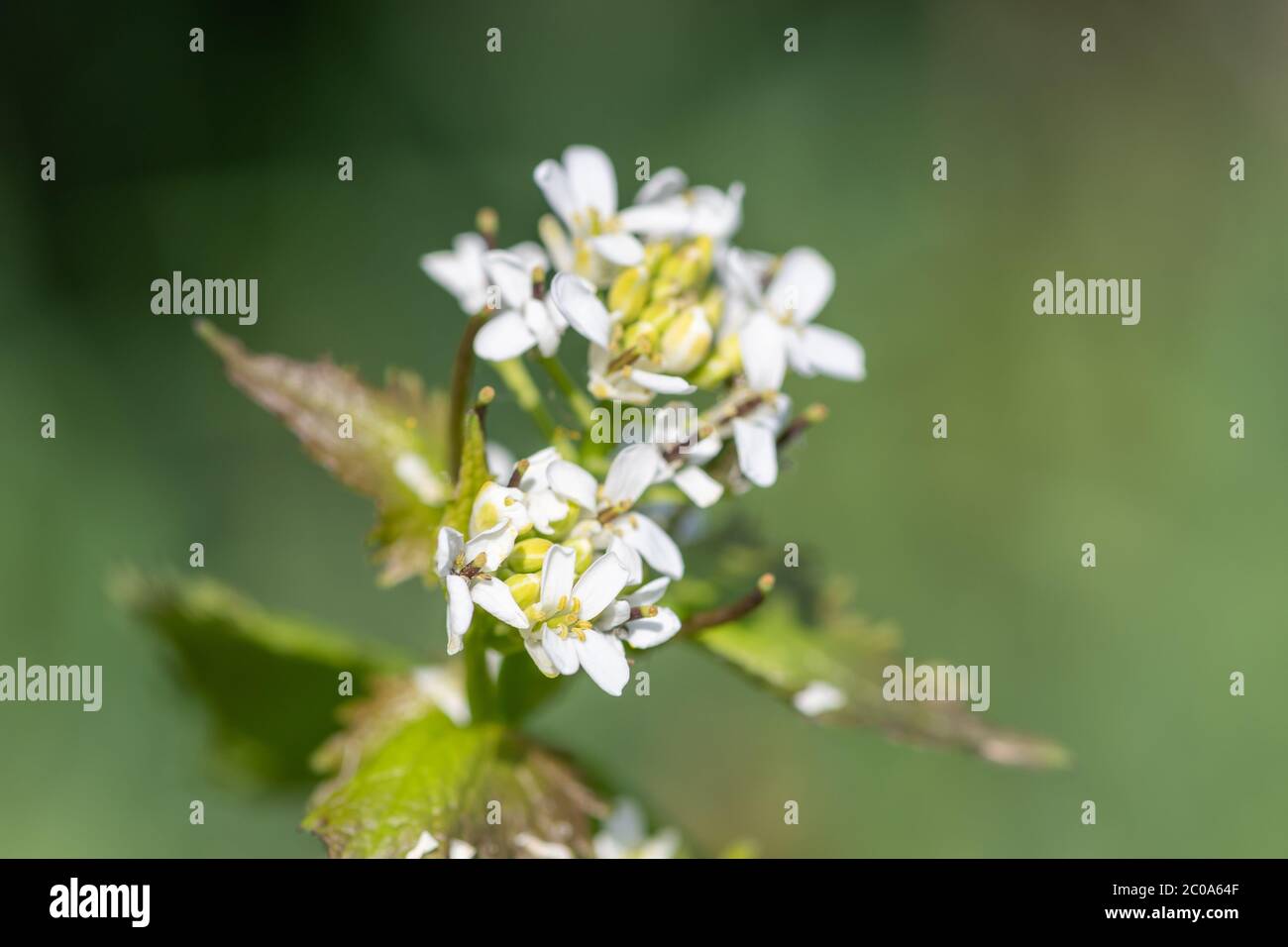 Primo piano di una pianta in fiore di senape all'aglio (alliara petiolata) Foto Stock