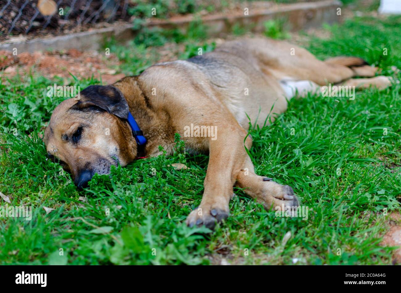 Un cane vagato con collare blu sta posando su erba cercando di ottenere un po 'di riposo. Messa a fuoco intenzionale sulla testa Foto Stock