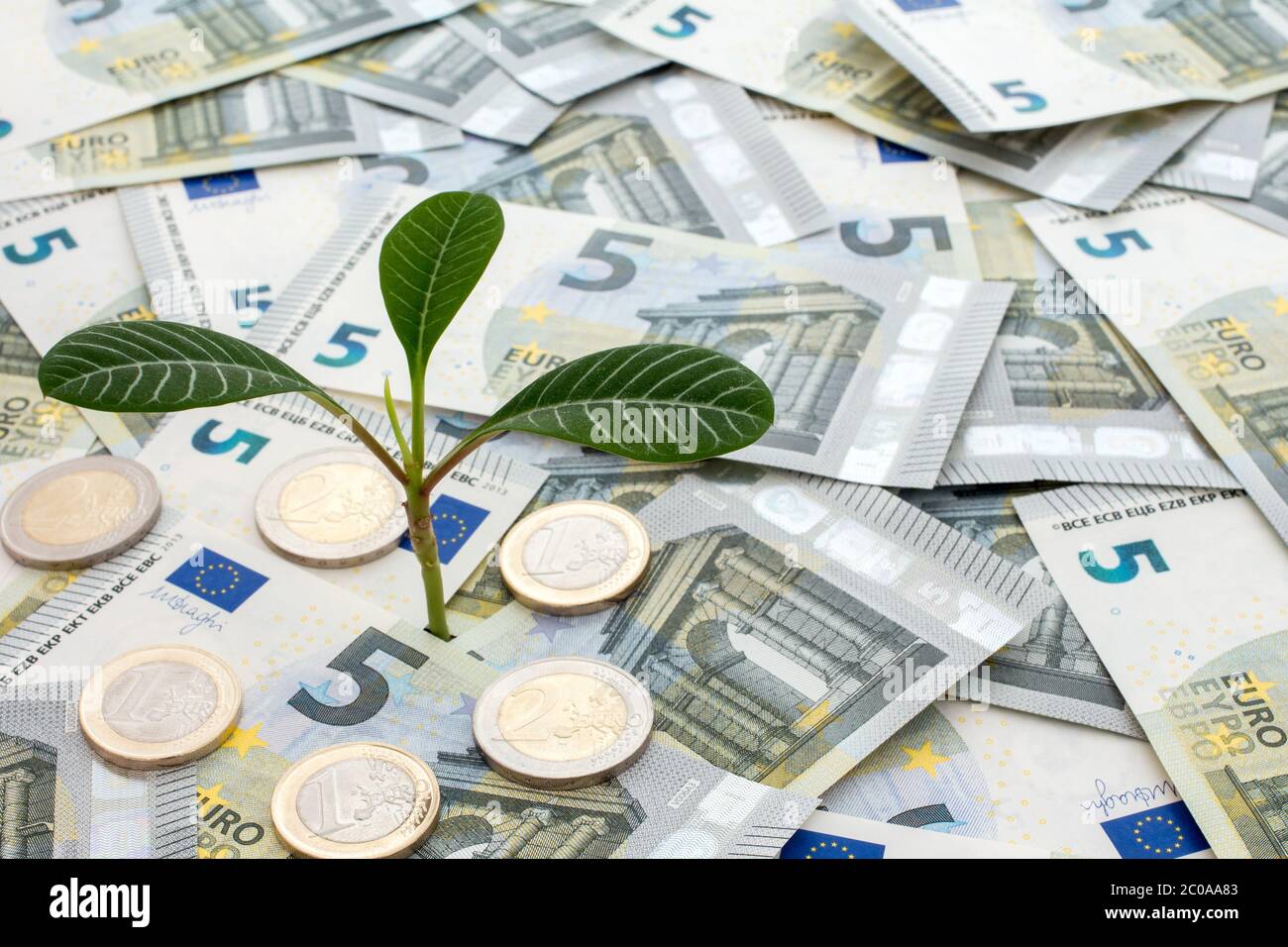 Pianta che cresce da euro valuta Foto Stock