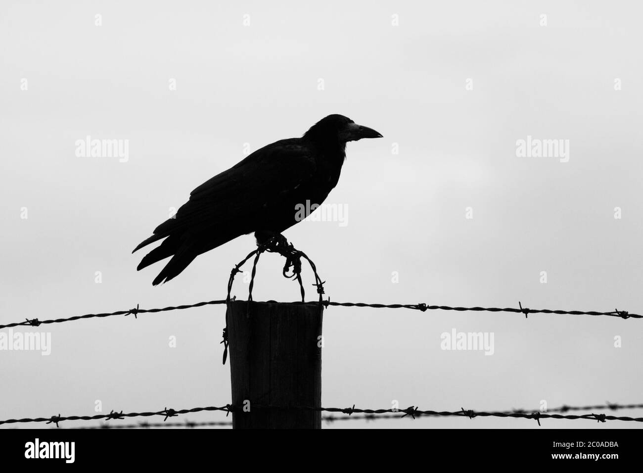 Sagoma di corvo seduta sul recinto di filo spinato. Immagine in bianco e nero. Foto Stock