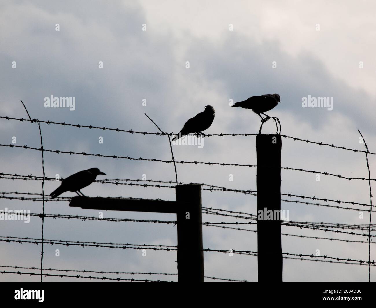 Tre corvi seduti sulla recinzione del filo spinato, silhouette Foto Stock