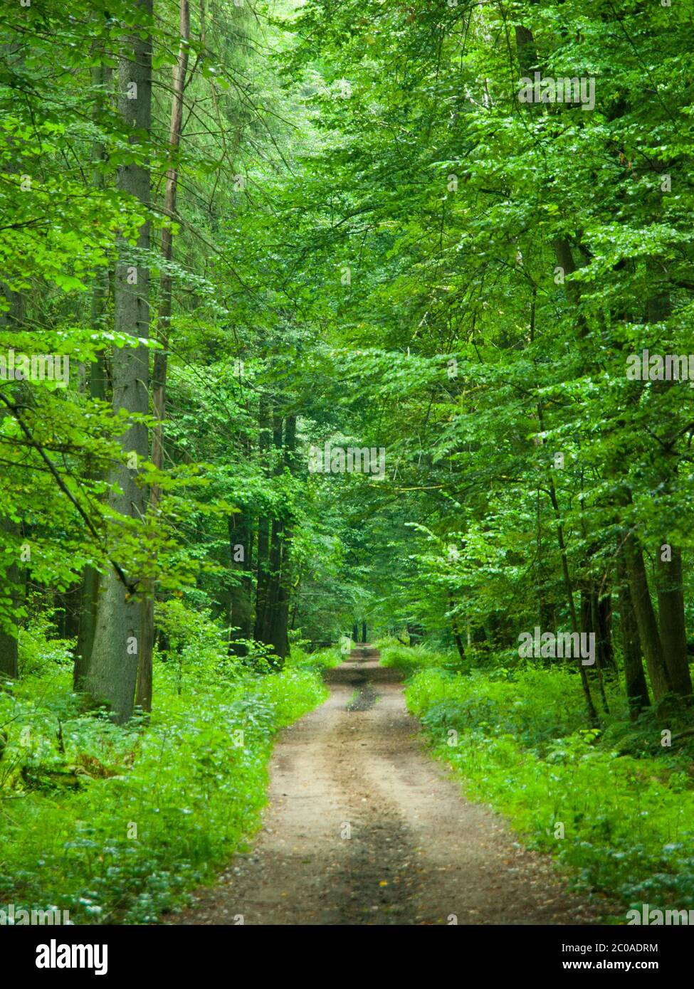 Infinita strada forestale nel Parco Nazionale di Bialowieza, Polonia Foto Stock