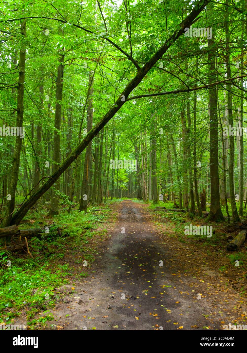 Infinita strada forestale nel Parco Nazionale di Bialowieza, Polonia Foto Stock